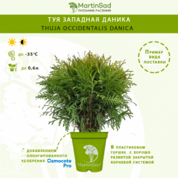Туя западная Даника