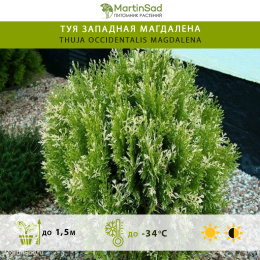 Туя западная Магдалена