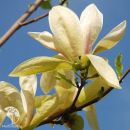 Магнолия Банана Сплит