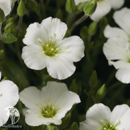 Песчанка Аренария горная