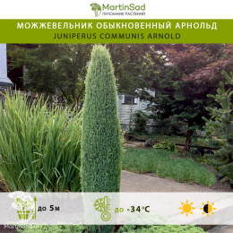 Можжевельник обыкновенный Арнольд