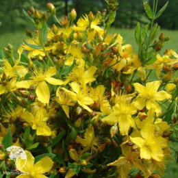 Зверобой продырявленный Солнечный