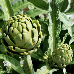 Артишок Красавец