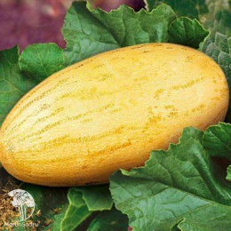 Дыня Прима (торпеда Радужная)