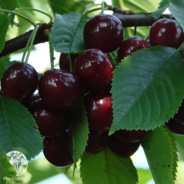 Черешня гибрид Ипуть + Брянская Розовая