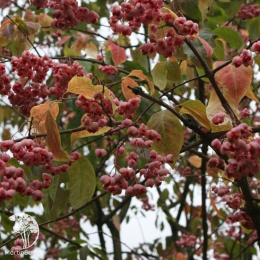 Бересклет Маака на штамбе