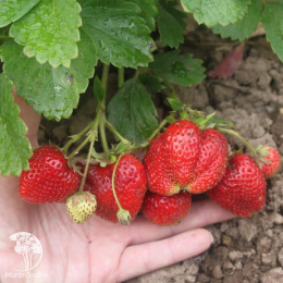 Земляника Дочь Берегини