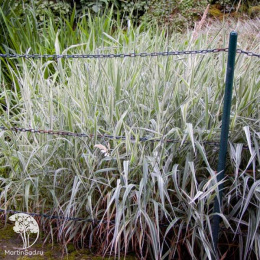 Фалярис тростниковый Стробери энд Крим