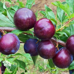 Слива гибрид Империал + Шарафуга (слива х персик х абрикос)