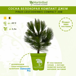 Сосна белокорая Компакт Джем