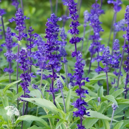 Шалфей мучнистый Эволюшн Виолет