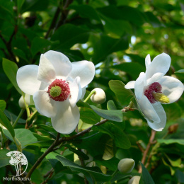 Магнолия Зибольда