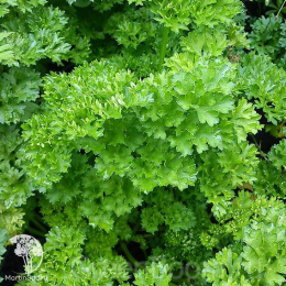 Петрушка кудрявая Бабушкина грядка