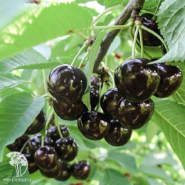Черешня гибрид Брянская розовая + Ленинградская Чёрная