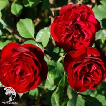 Фото Роза флорибунда Лэвеглут