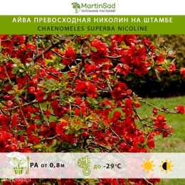 Айва превосходная Николин