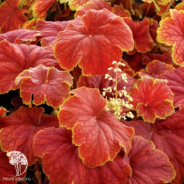 Гейхера Дельта Даун