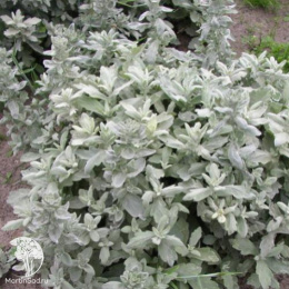 Полынь Пурша