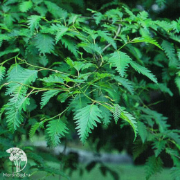 Ольха красная Пиннатис