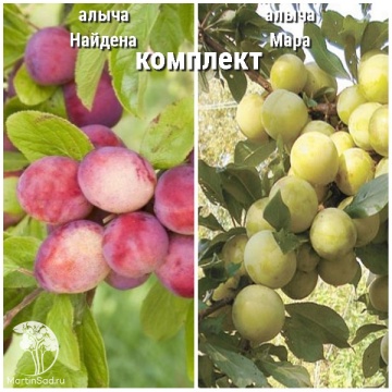 Фото Сверхвыгодный комплект! Алыча Найдена + опылитель Алыча Мара