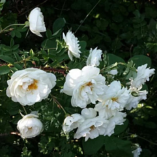 Фото Роза канадская парковая Каква (кустовая роза)