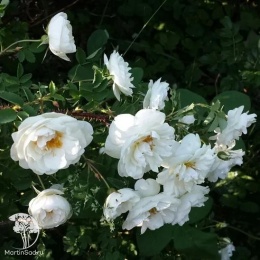 Роза канадская парковая Каква (кустовая роза)