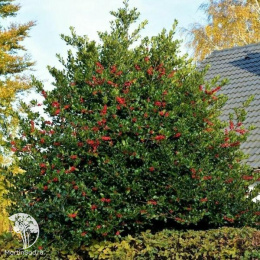 Падуб остролистный Аляска