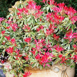 Пиерис японский Флэминг Сильвер