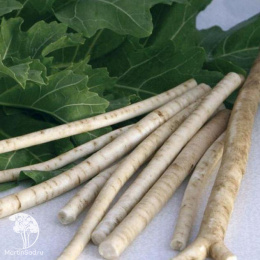 Катран (Хрен) Аккорд