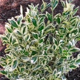 Бересклет пробковый Сильвер Сюрпрайз на штамбе