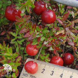 Клюква крупноплодная Эрли Блэк