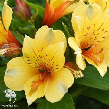 Фото Alstroemeria Spring Valley Альстромерия Спирнг Валлей