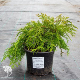 Микробиота перекрестнопарная Лукас