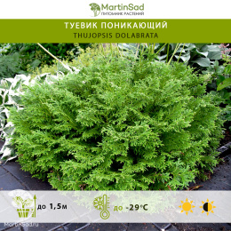 Туевик поникающий