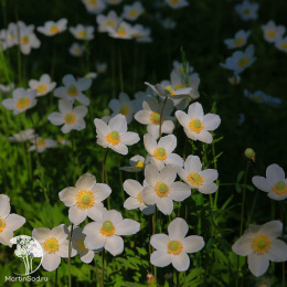 Анемона (Ветреница) канадская