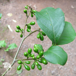 Линдера бензойная