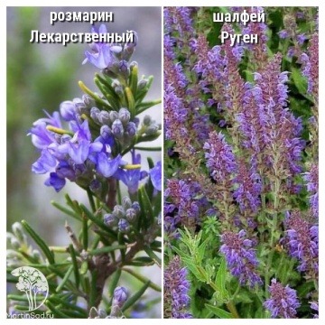 Фото Набор для мяса розмарин лекарственный + шалфей Руген