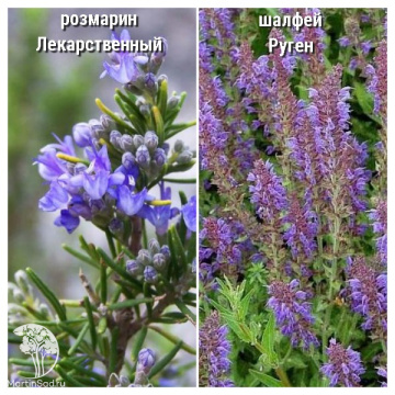 Фото Набор для мяса розмарин лекарственный + шалфей Руген