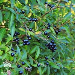 Бирючина обыкновенная