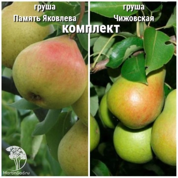 Фото Груша Память Яковлева + опылитель Груша Чижовская