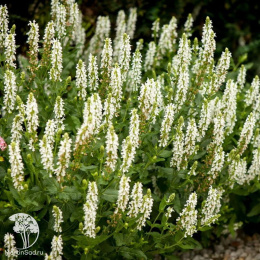  Шалфей сальвия дубравный Салют Вайт