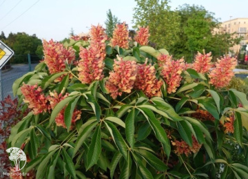 Фото Каштан конский изменчивый Индута на штамбе