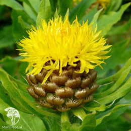 Василёк крупноголовчатый