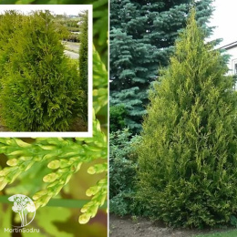 Туя западная Ауреоспиката