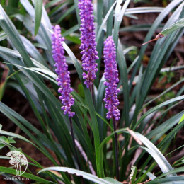 Лириопе мускари Биг Блю