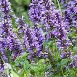 Котовник кубанский