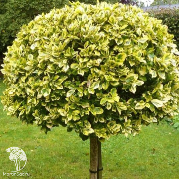 Фото  Бересклет Форчуна Эмеральд Голд на штамбе