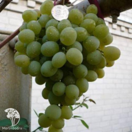 Виноград плодовый Восторг