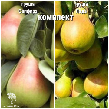 Фото Груша Сапфира + опылитель Груша Лада