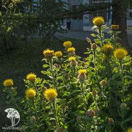 Василёк крупноголовчатый